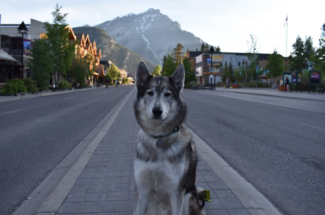 Pet Friendly Pet Friendly